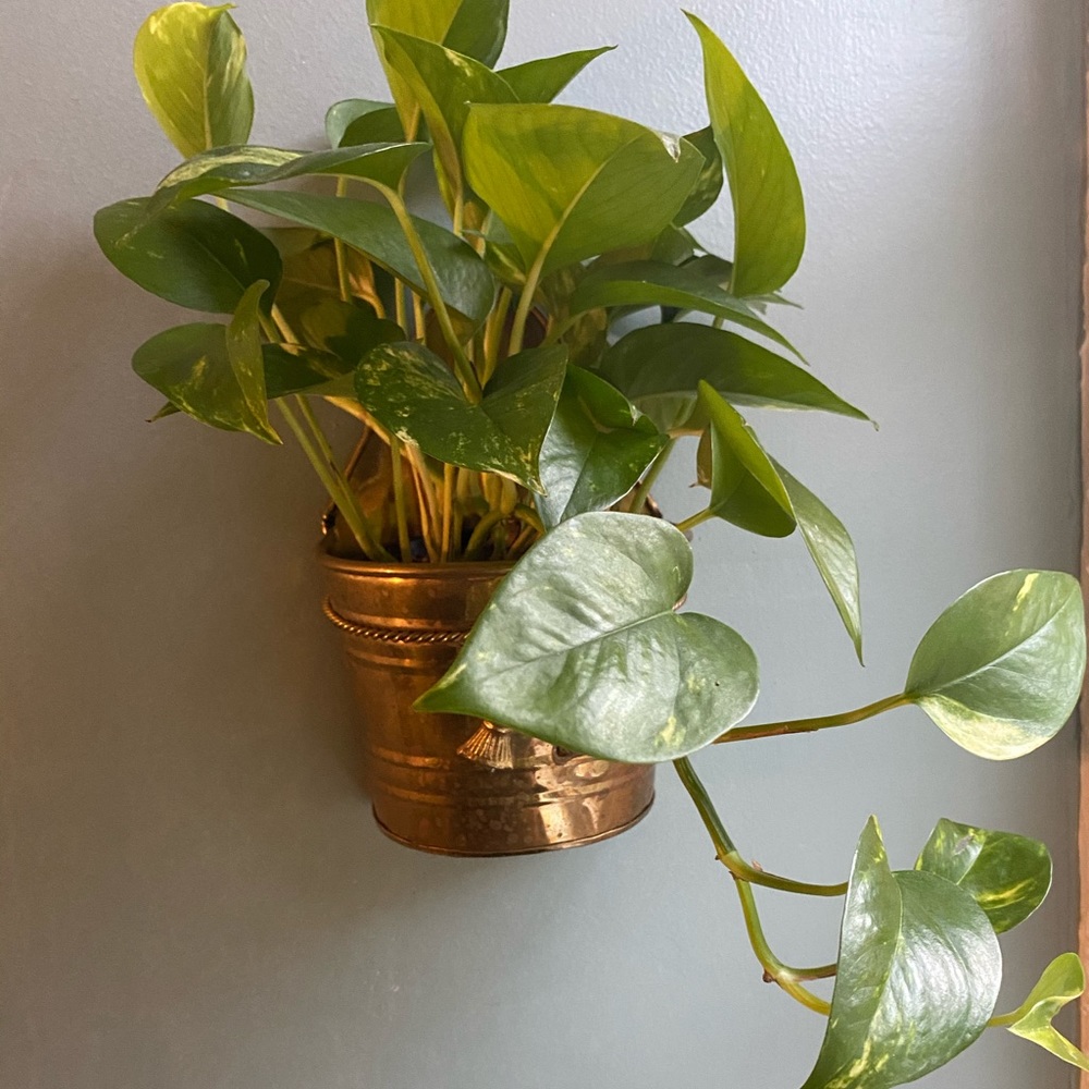 Wall planter/plant sconce boho vintage